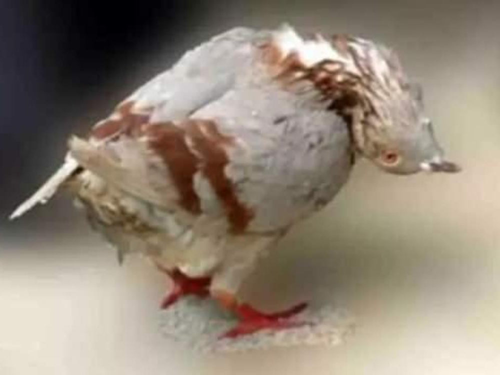 Güvercin Sallabaş Baş Hastalığı, Paramiksoviral Hastalık – Güvercin Sağlığı ve Tedavi Yöntemleri