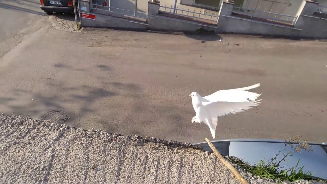 Erzurum Beyaz Taklacı Güvercinleri: Estetik ve Performansın Mükemmel Uyumu