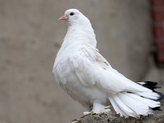 Genç Kuş Hastalığı, Koksidiyoz (Coccidiosis) – Güvercin Hastalıkları ve Tedavi Yöntemleri