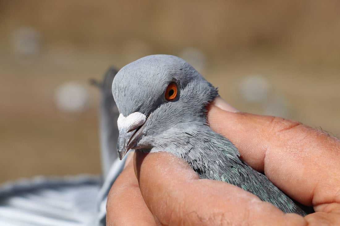 Sivas Taklacı Güvercini: Türkiye’nin Büyüleyici Güvercin Irklarından Biri